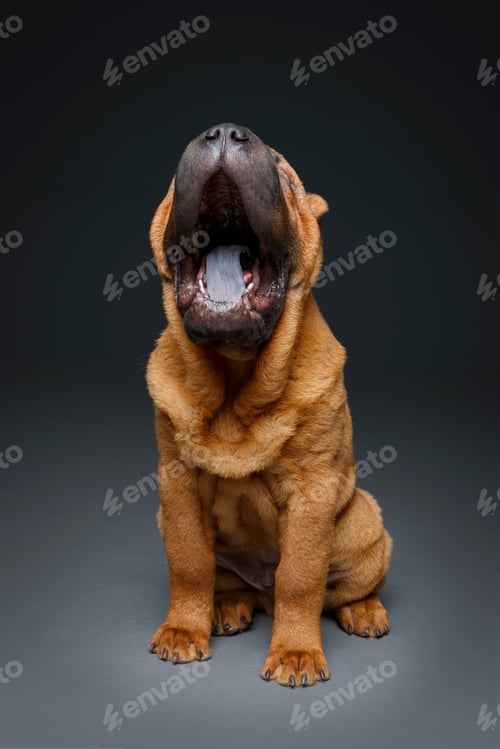 Preview: beautiful shar pei puppy