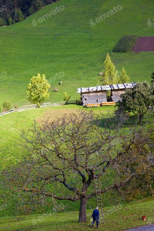 Preview: Man standing next to ladder in fruit tree in an alpine orchard.