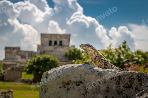 Preview: Iguana at Mayan Ruins of Tulum, Mexico