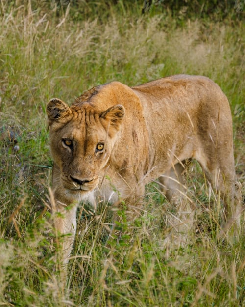Preview: African Lions during safari game drive in Kruger National park South Africa