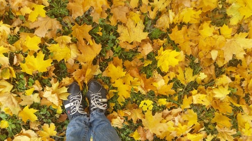 Preview: Golden autumn under our feet