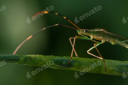 Preview: Green Insects on green background