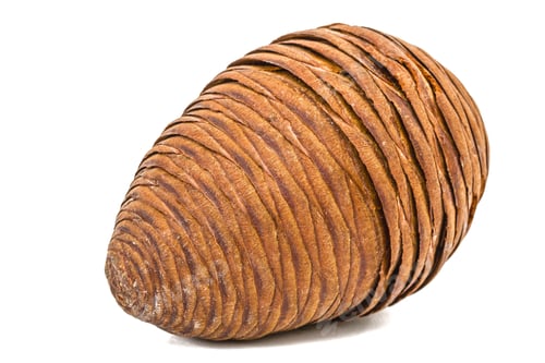 Preview: Big of spruce pinecone isolated on a white background