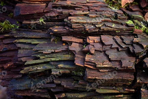 Preview: Abstract Tree Bark Texture