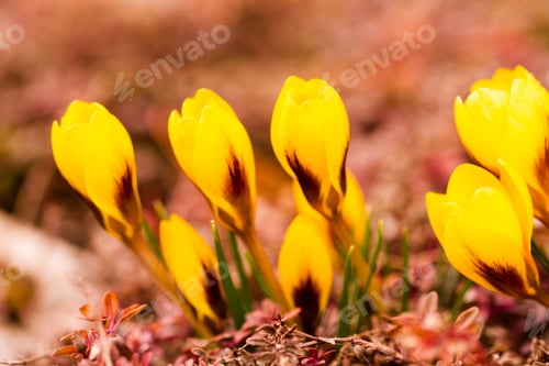 Preview: Yellow crocus
