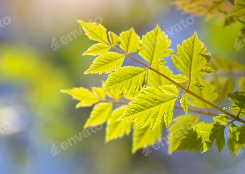 Preview: Spring and gebtle leaf of tree