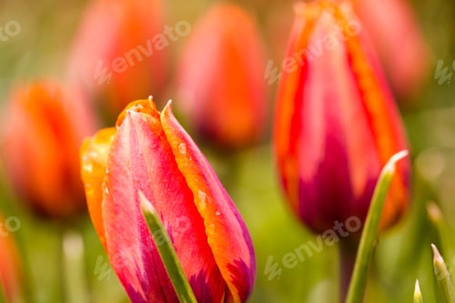 Preview: Spring flowers