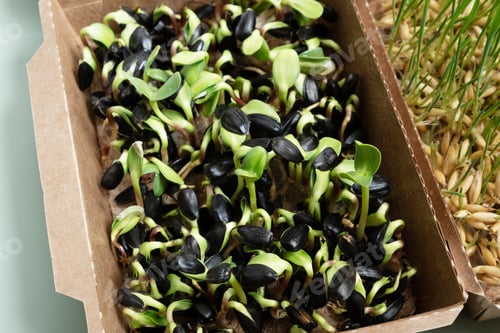 Preview: Sprouted microgreens of sunflower on the 6th day. The superfood is grown at home