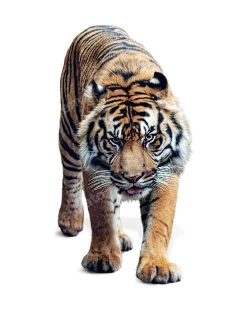 Preview: Sumatran Tiger Walking Forward Isolated on White