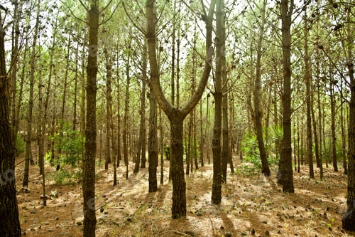 Preview: Pine forest