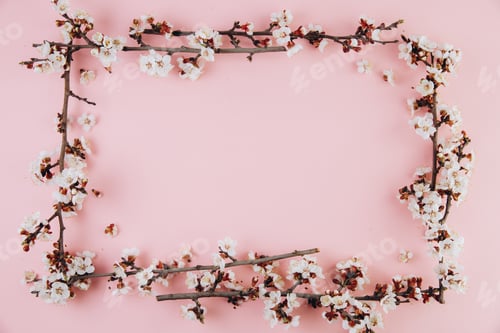 Preview: Frame with spring flowers cherry blossoming on a pink background. Top view with copy space. Flat lay