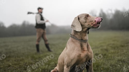 Preview: Dog with hunter man on fieldman with dog in traditional shooting clothes on field holding shotgun.
