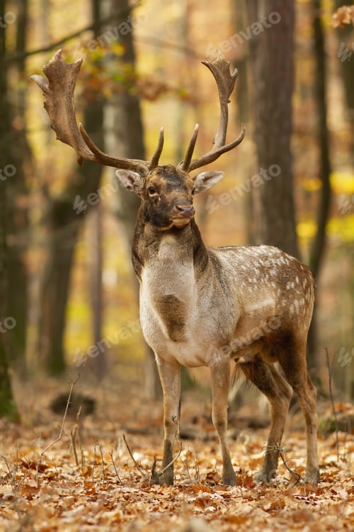 Preview: Majestic fallow deer standing in an autumn forest and watching