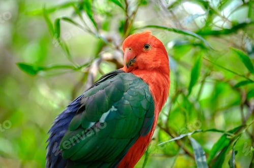 Preview: Closeup shot of a tropical colorful king parrot perched on a tree