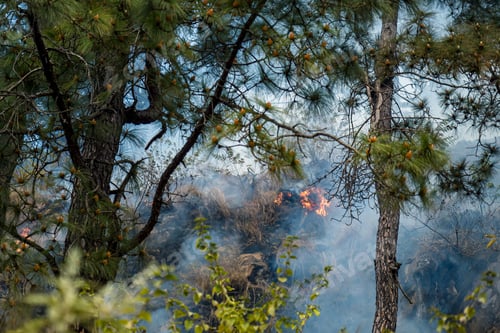Preview: Forest Incinerated by Fires in Hattiban, Kathmandu, Nepal.