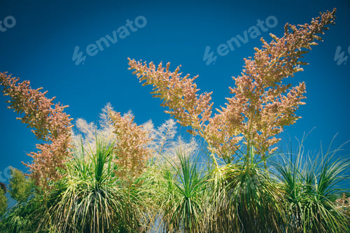 Preview: Palm tree and shrub under blue sky