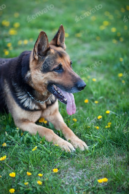 Preview: Clever German Shepherd dog lying in the spring grass, waiting fo