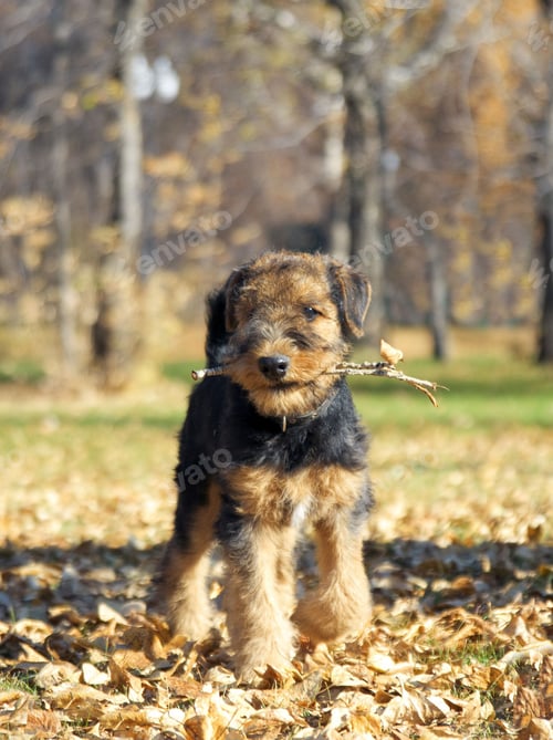 Preview: dog, pet, terrier, dogs