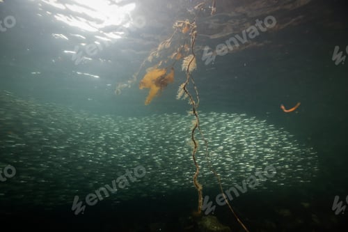 Preview: Underwater scene in the Pacific Ocean with a swarm of small fish swimming in the water