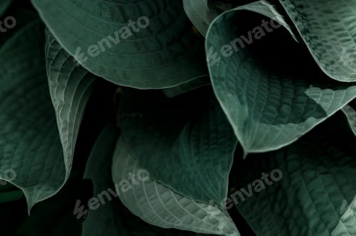 Preview: Deep green background of leaves in jungle