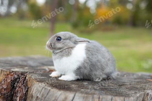Preview: Baby rabbit bunny sitting on a stump in forest. Fluffy young cute rabbit at countryside nature backg