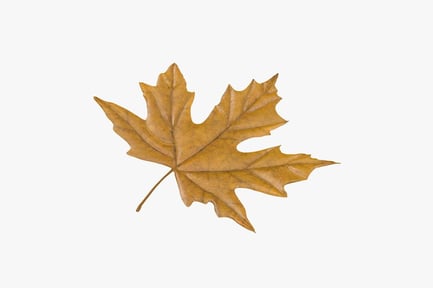Preview: Autumn Maple Leaf - Yellowed Texture