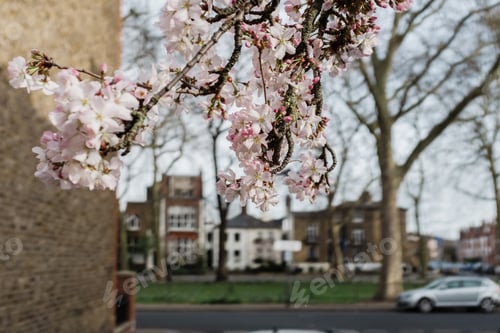 Preview: Pink cherry blossom blooming in spring in london, england