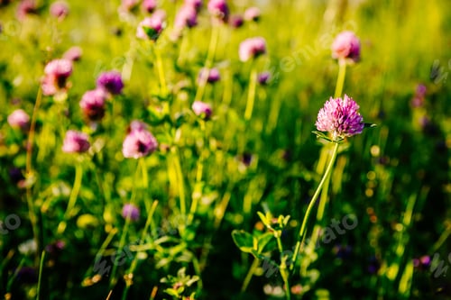 Preview: Pink clover flowers in summer sunset light.