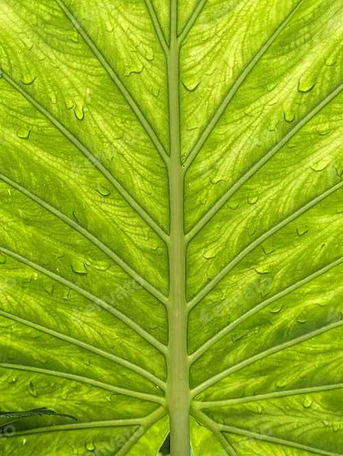 Preview: Alocasia odora, Giant elephant ear, green textured leaf, nature and plants background