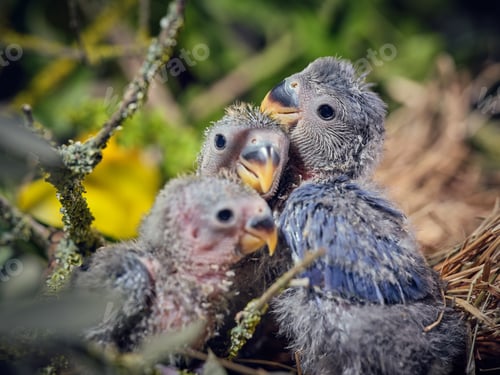 Preview: Flock of lovebird chicks and mom bird sitting in nest