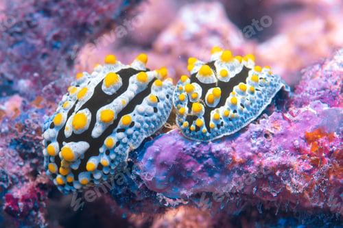 Preview: two beautiful nudibranchs on a coral, macro shot