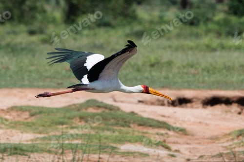 Preview: Yellow-billed stork (Mycteria ibis) in flight, Tsavo, Kenya