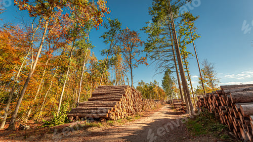 Preview: Stored in the forest tree felling in spring, Poland