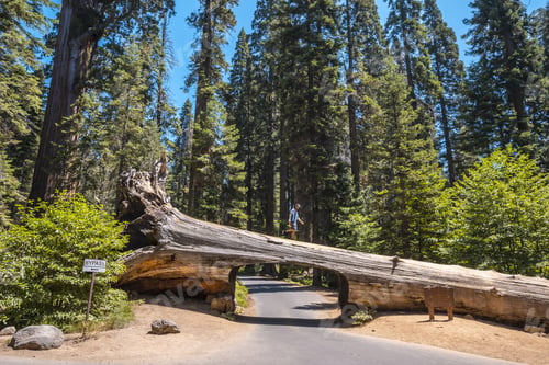 Preview: Beautiful shot of a person standing at the top of a tunnel log in Sequoia National Park, California