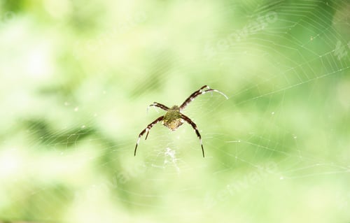Preview: Red golden thin spider sitting and waiting on its prey in the middle of its web at daytime.