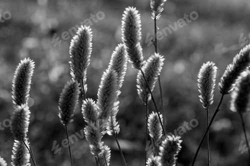 Preview: Wild flower in meadow, grass flower Nature background.