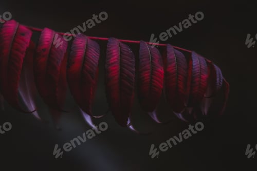 Preview: Sumach naked Rhus gl bra plant red leaf on black background.