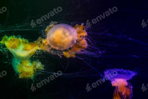 Preview: Jelly fish in the zoo park