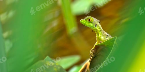 Preview: Plumed Basilisk, Tropical Rainforest, Costa Rica