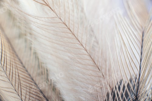 Preview: exotic texture feathers background, closeup bird wing.