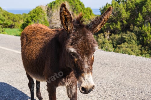 Preview: funny wild donkey