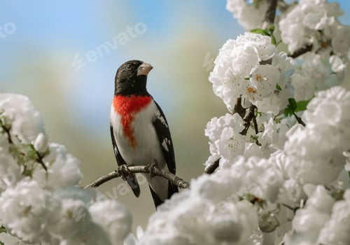 Preview: Rose-breasted grosbeak perched on a branch surrounded by white flowers. Pheucticus ludovicianus.