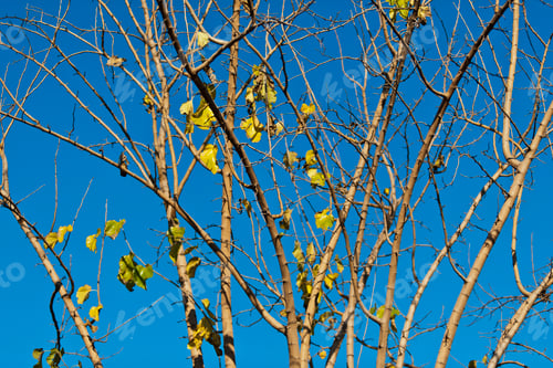 Preview: autumn forest