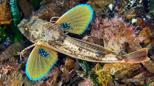 Preview: Pipper Fish, Cabo Cope-Puntas del Calnegre Regional Park, Spain