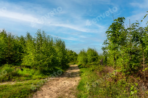 Preview: Tourist path leading through the forest.