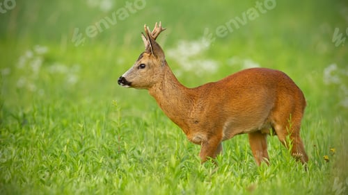 Preview: Young roe deer walking on green meadow looking away
