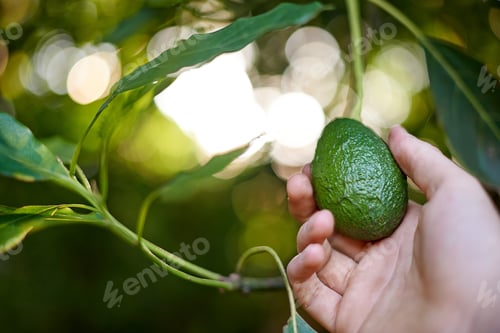 Hand Holding Ripe Green Avocado in Garden