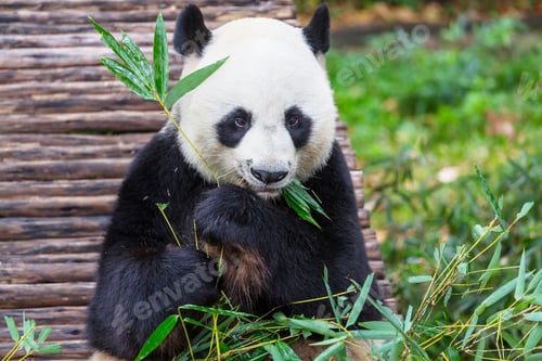 Preview: Panda