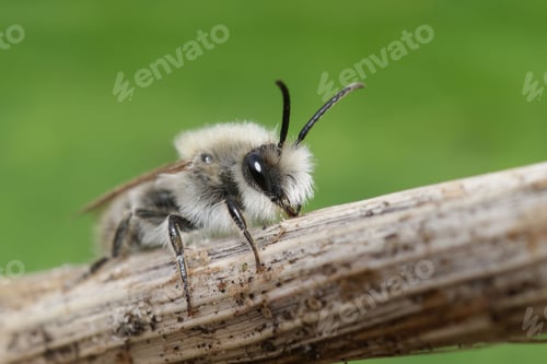 Preview: Closeup on an unusual white colored male Early cellophane mining bee, Colletes cunicularius
