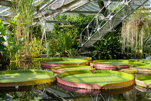 Preview: water lily